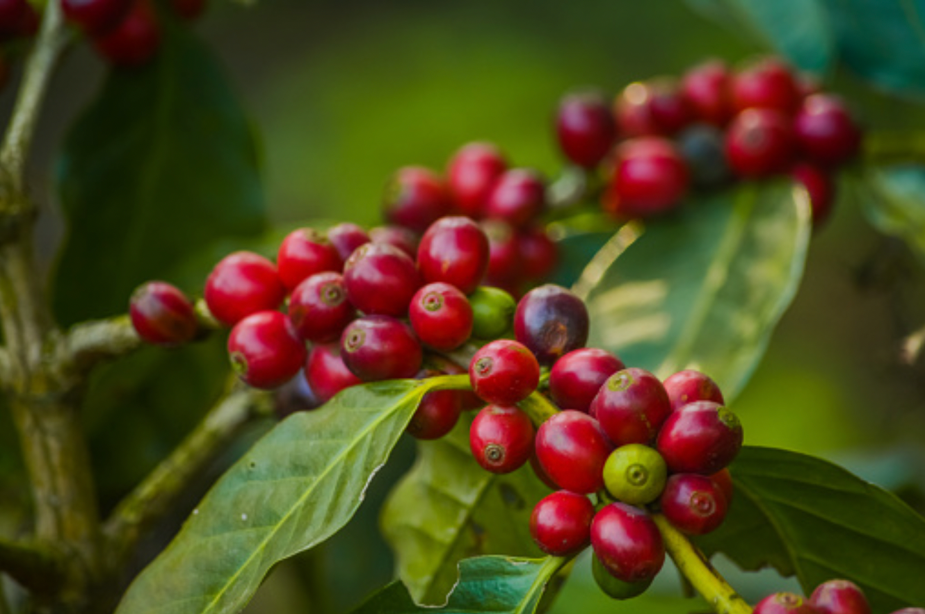 Kaffeekirschentee (Cascara)